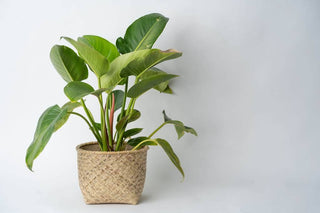 Handcrafted Rattan Storage Basket