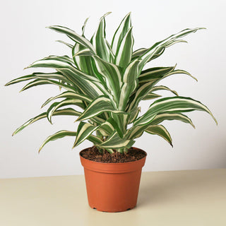 Dracaena 'Warneckii White Jewel' Artificial Plant