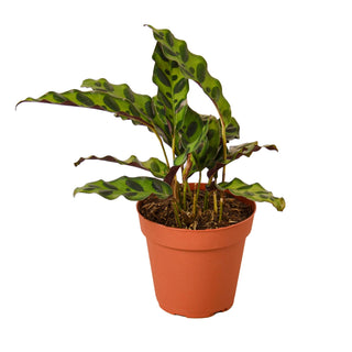 Calathea Lancifolia 'Rattlesnake' Artificial Plant