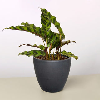 Calathea Lancifolia 'Rattlesnake' Artificial Plant