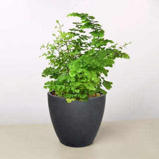 Maidenhair Fern Live Plant