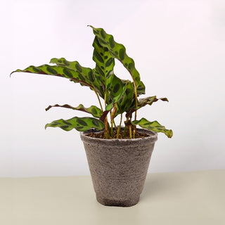 Calathea Lancifolia 'Rattlesnake' Artificial Plant