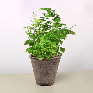 Maidenhair Fern Live Plant