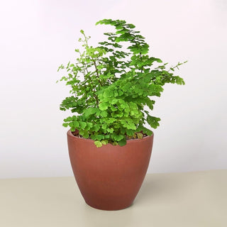 Maidenhair Fern Live Plant