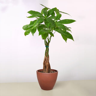 Money Tree 'Guiana Chestnut' Pachira Braid