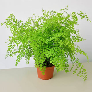 Maidenhair Fern Live Plant