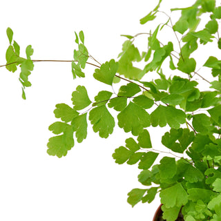 Maidenhair Fern Live Plant