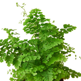 Maidenhair Fern Live Plant