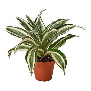 Dracaena 'Warneckii White Jewel' Artificial Plant
