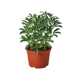 Schefflera Moonlight Umbrella Plant