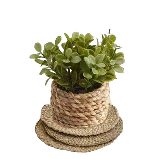 Decorative Potted Plant