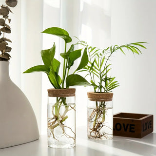 Hydroponics Glass Planter Vase