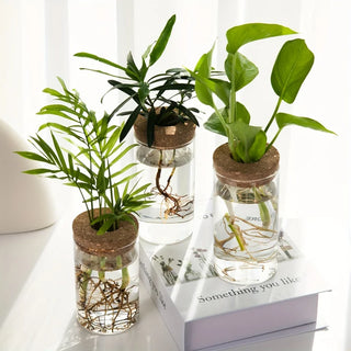 Hydroponics Glass Planter Vase