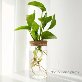 Hydroponics Glass Planter Vase