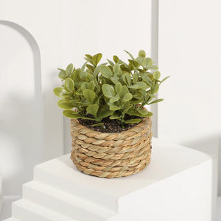 Decorative Potted Plant