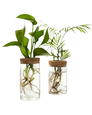 Hydroponics Glass Planter Vase