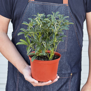 Schefflera Moonlight Umbrella Plant
