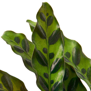Calathea Lancifolia 'Rattlesnake' Artificial Plant