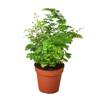 Maidenhair Fern Live Plant