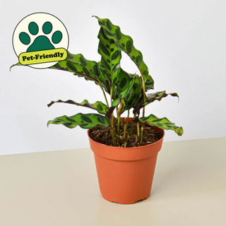Calathea Lancifolia 'Rattlesnake' Artificial Plant