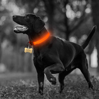 Flashing LED Dog Collar